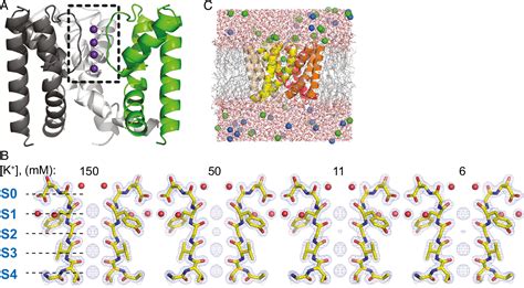 Selectivity filter ion binding affinity determines inactivation in a 